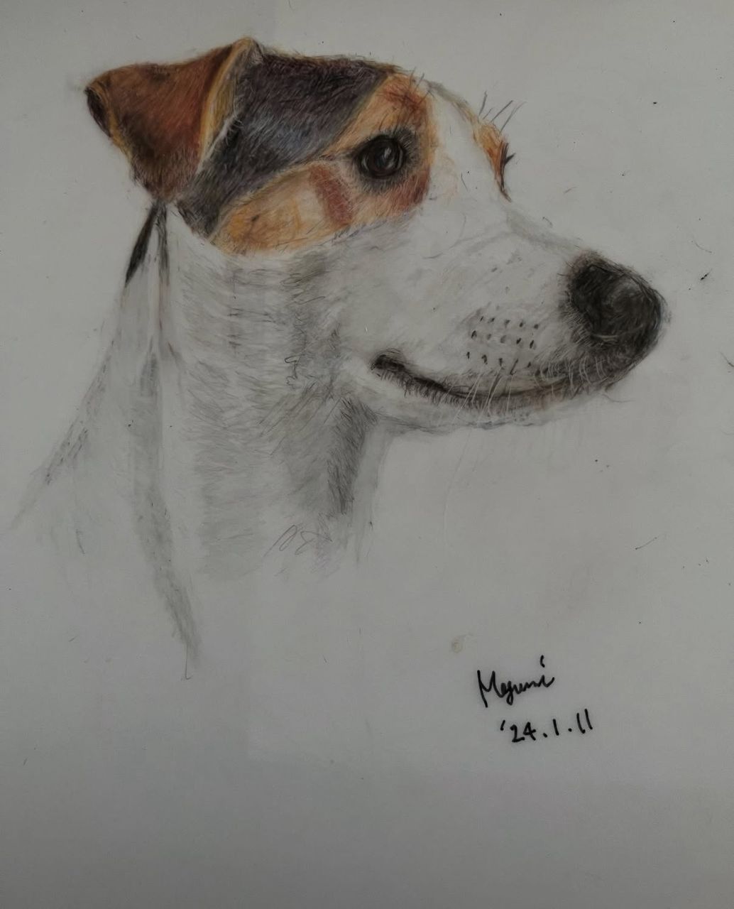 Meg Collection #43513