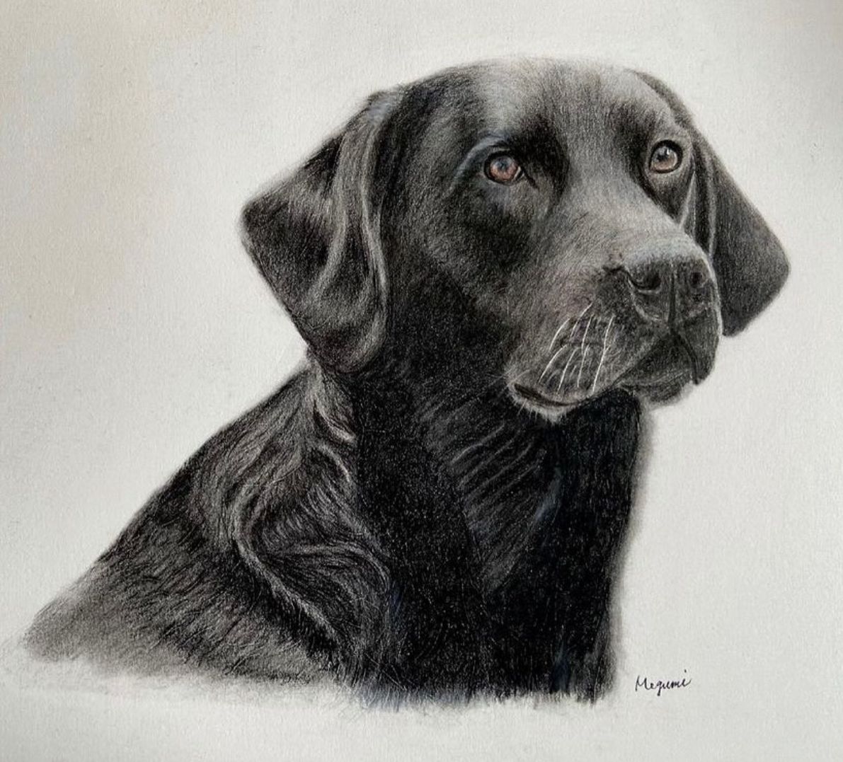 Meg Collection #43518